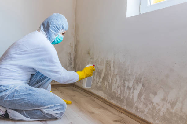 Licensed Black Mold Removal service in Solomons, MD - WQB Mold Removal
