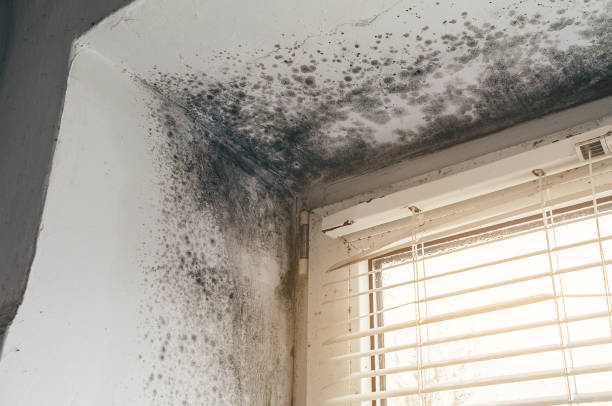 Affordable Black Mold Removal solutions in Solomons, MD